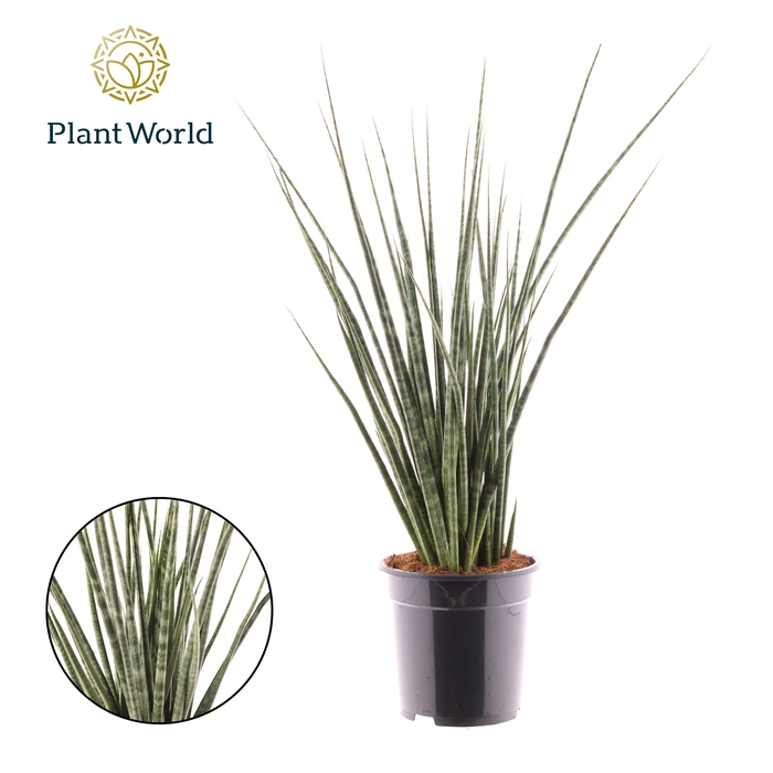 <h4>Sansevieria Digitorum</h4>