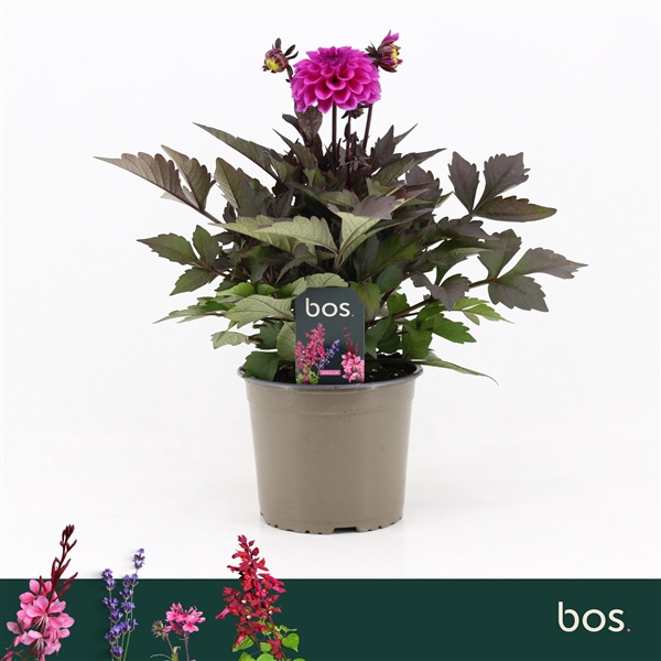 <h4>Dahlia Gardenetta, Lilac</h4>