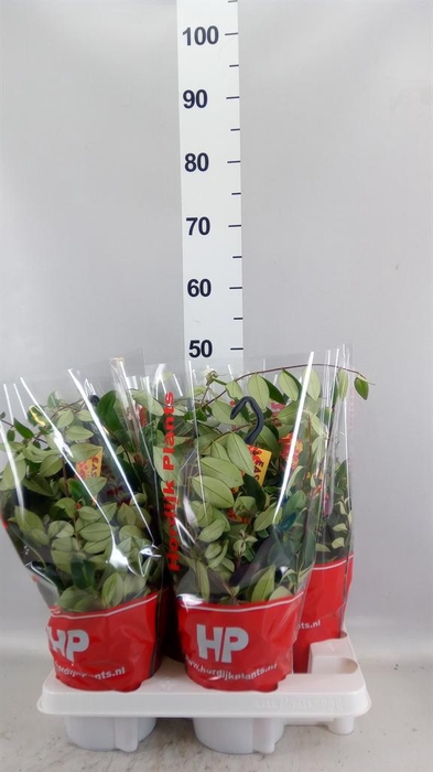<h4>Aeschynanthus lobb. 'Variegatus'</h4>