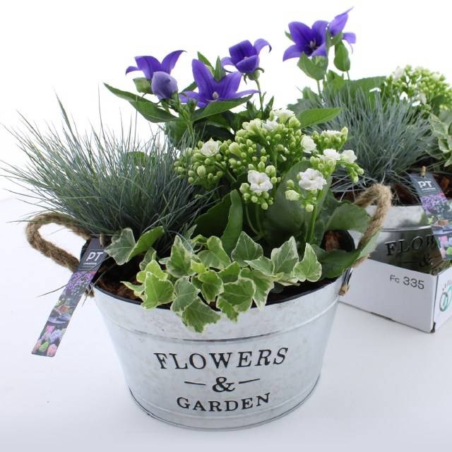 <h4>ARR TUINPLANTEN</h4>