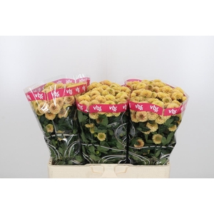 Chr San Aaa Doria Sa