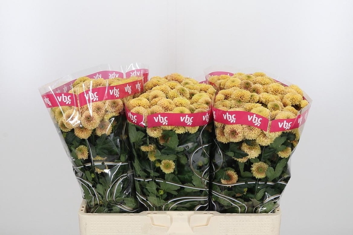 <h4>Chr San Aaa Doria Sa</h4>