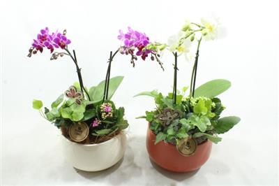 <h4>6110 KER PHAL ROZE/WIT</h4>