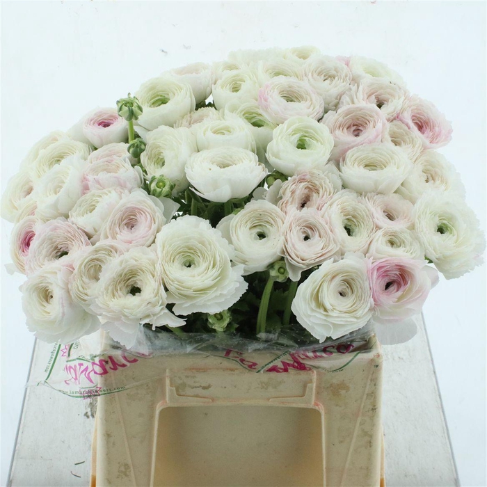 <h4>Ran Su Sr Merengue White + Pink Glow Extra</h4>