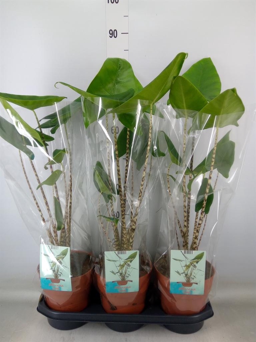 <h4>Alocasia zebrina</h4>