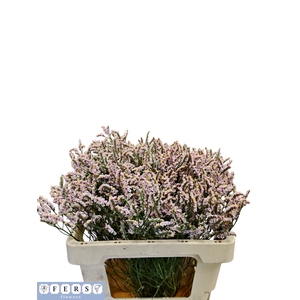 Limonium Regina Diamond Fers Flowers
