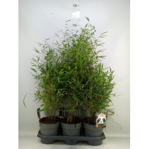 Fargesia nitida 'Black Pearl'