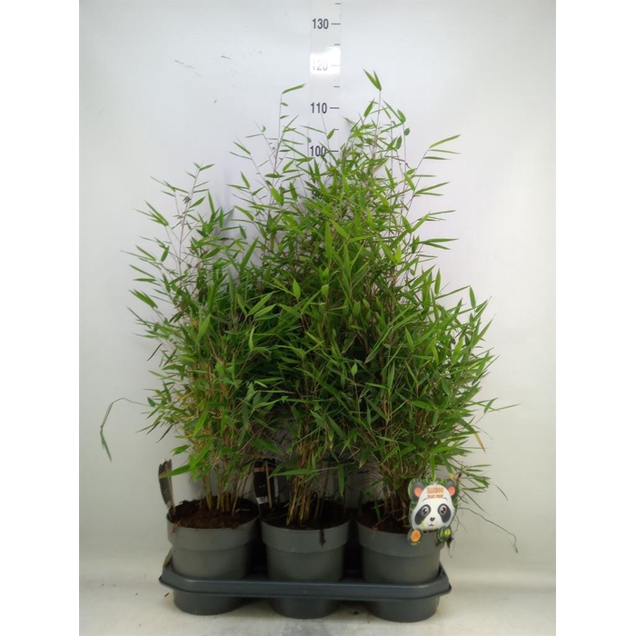 <h4>Fargesia nitida 'Black Pearl'</h4>