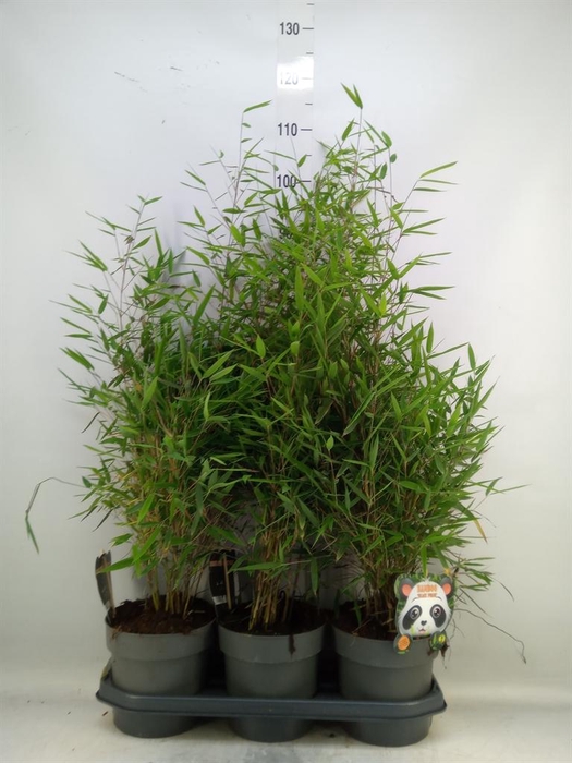 <h4>Fargesia nitida 'Black Pearl'</h4>