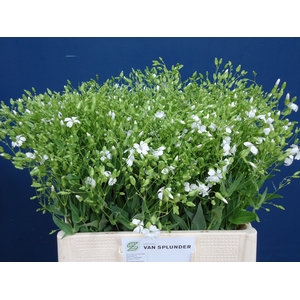 SAPONARIA OV