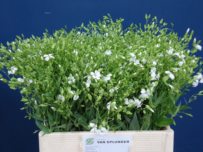 <h4>SAPONARIA OV</h4>