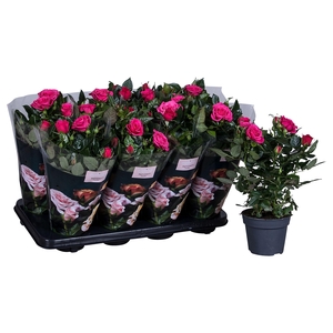 Nolina Roses Ø 13 cm Deep pink