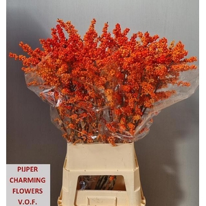 ILEX VE WINTER GOLD