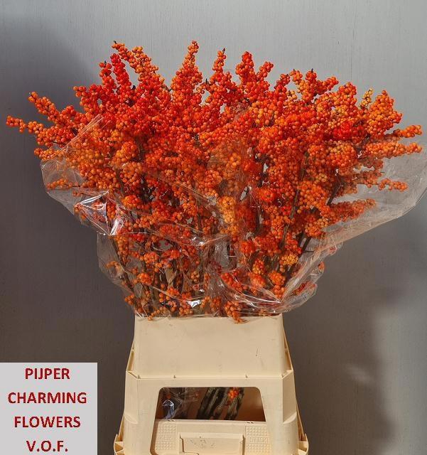 <h4>ILEX VE WINTER GOLD</h4>