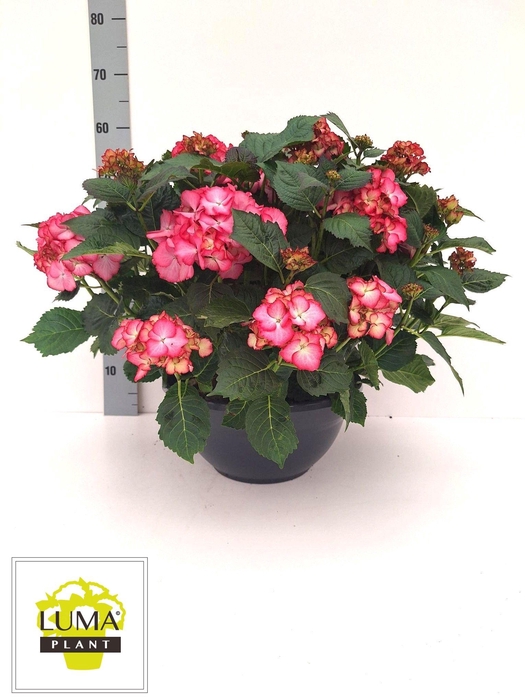 <h4>HYDR M MY AVE</h4>