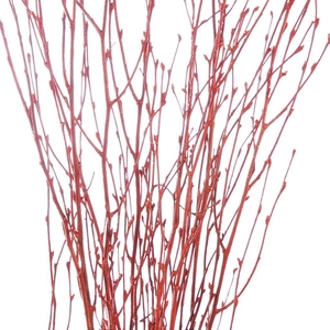 Birch 60cm red r glt