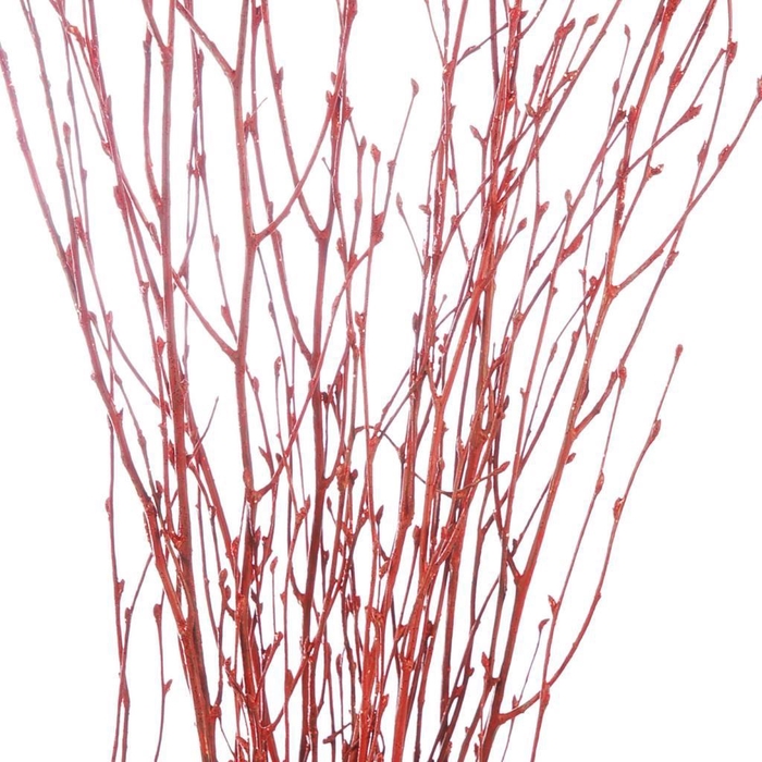 <h4>Birch 60cm red r glt</h4>