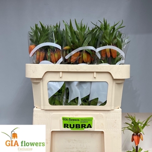 FRIT IM RUBRA MAXIMA