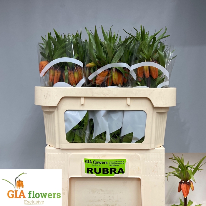 <h4>FRIT IM RUBRA MAXIMA</h4>