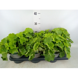Alchemilla mollis