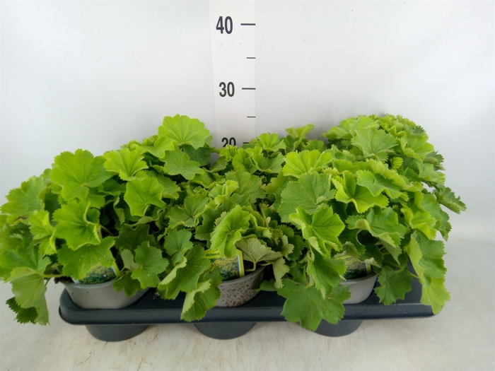 <h4>Alchemilla mollis</h4>