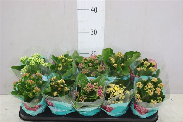 <h4>Kalanchoe Calandiva Mix</h4>