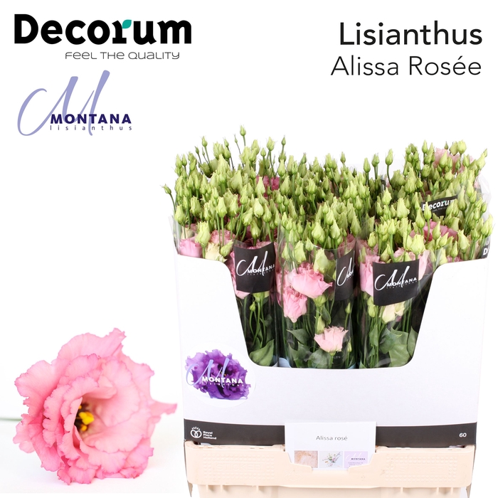 <h4>Lisianthus Alissa rosee 70cm</h4>