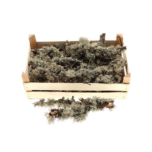 Crate Larix Extra L50W30H2