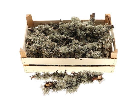 Crate Larix Extra L50W30H2