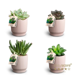 Nordic Lilac Suc. Collection P7