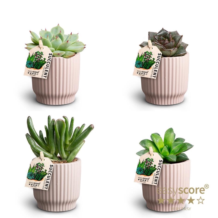 <h4>Nordic Lilac Suc. Collection P7</h4>