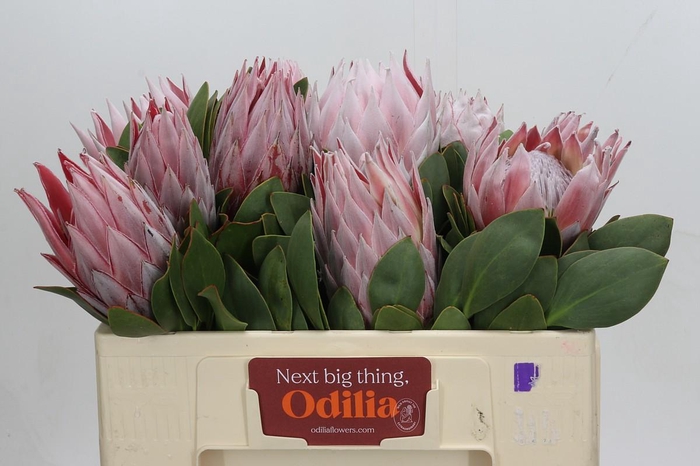 <h4>Protea Cynaroides</h4>