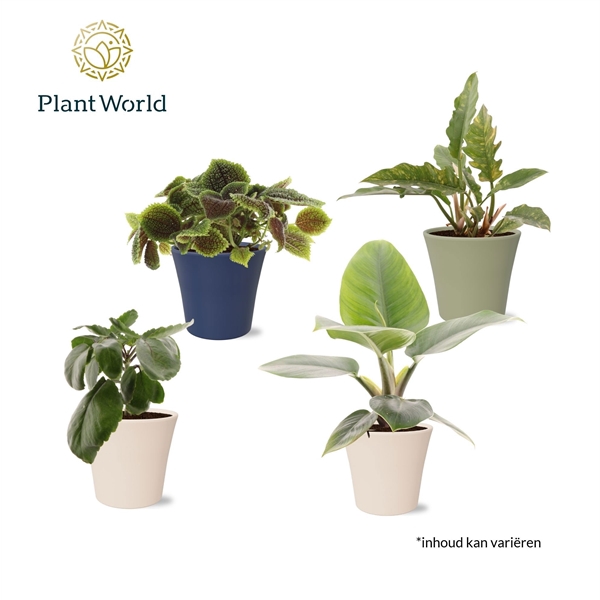 <h4>Groenmix Island Saver in pot coco</h4>