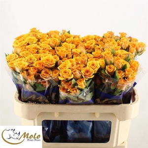 R Tr Saffron Smile Molo