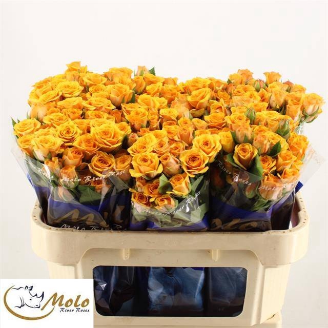 <h4>R Tr Saffron Smile Molo</h4>
