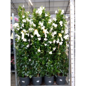 Mandevilla sand. 'SumStar White'