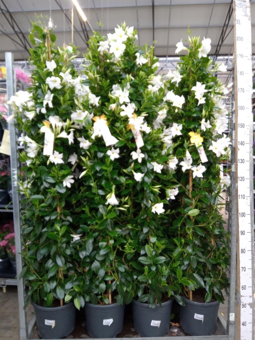 <h4>Mandevilla sand. 'SumStar White'</h4>