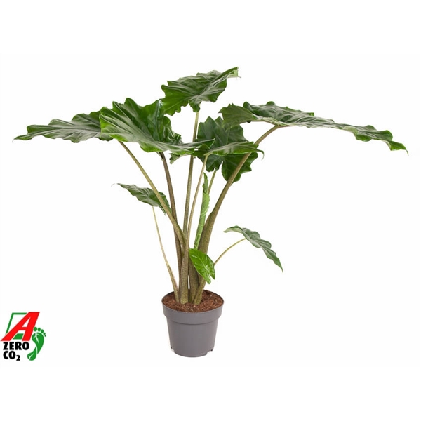 <h4>Alocasia Portodora (NO GAP)</h4>