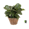 Ficus Lyrata ´Clumb´ in rotan mand