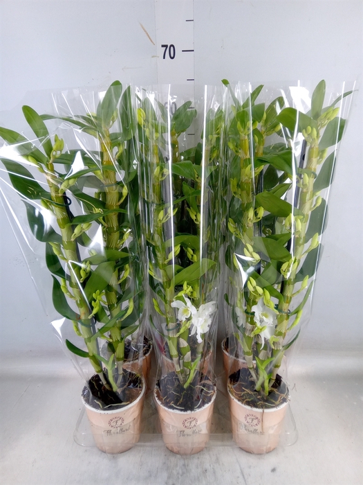 <h4>Dendrobium nob. 'StarCla Apollon'</h4>