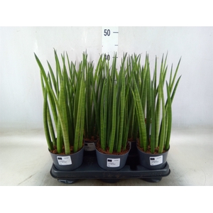 Sansevieria cyl.  ...