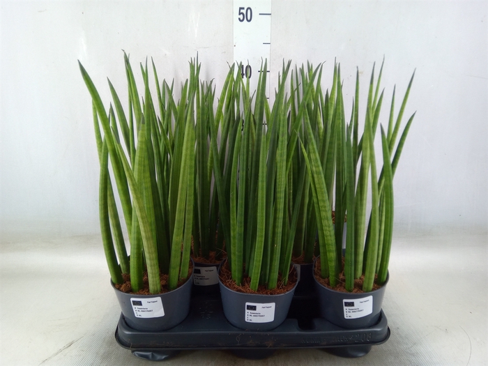 <h4>Sansevieria cyl.  ...</h4>