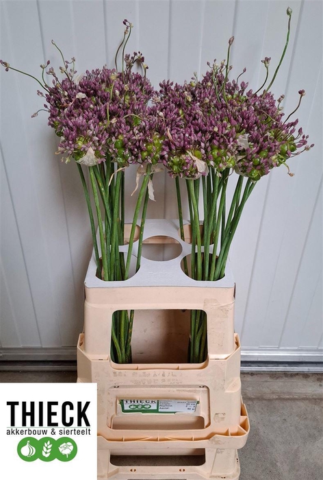 <h4>Allium Am Green Drops</h4>