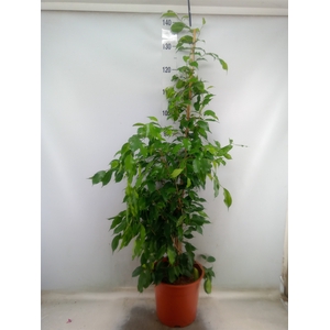 Ficus benja. 'Exotica'