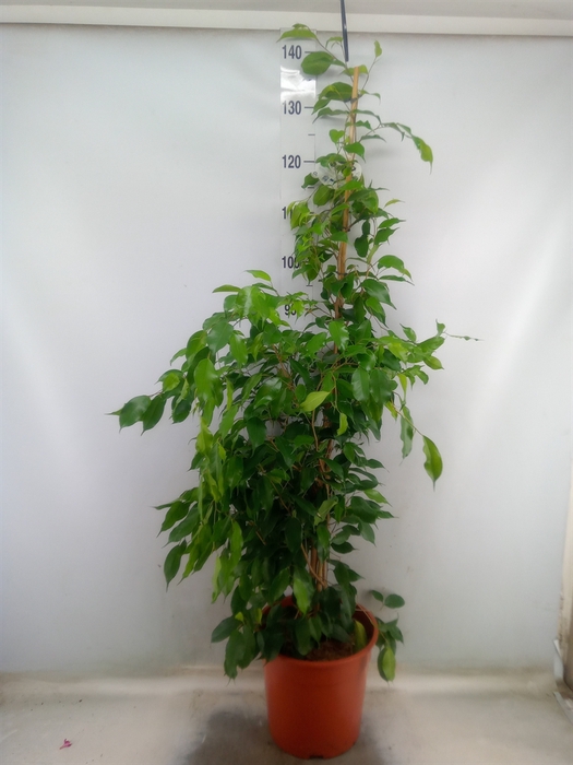 <h4>Ficus benja. 'Exotica'</h4>