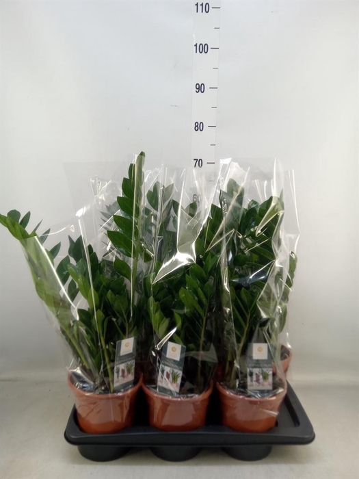 <h4>Zamioculcas zamiifolia</h4>
