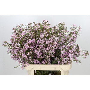 Chamelaucium Dancing Queen