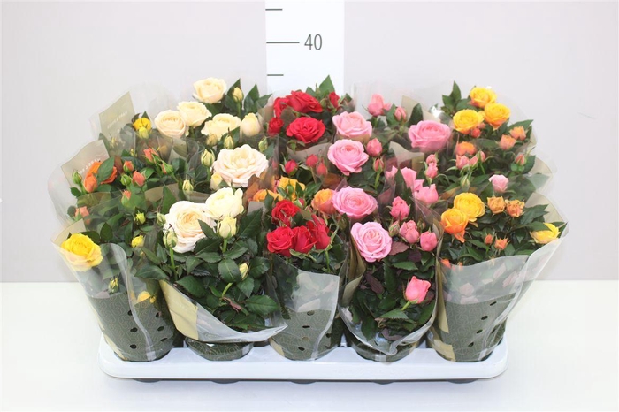 <h4>Rosa Grande Gemengd</h4>