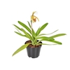 ORQUIDEA PAPHIOPEDILUM P14