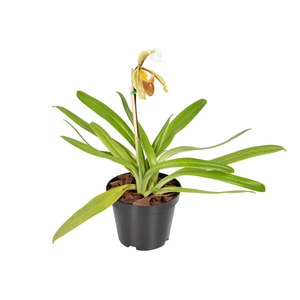 ORQUIDEA PAPHIOPEDILUM P14